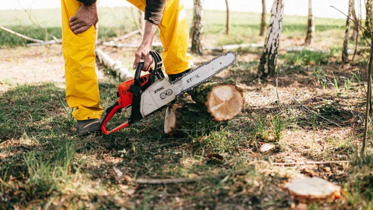 The Steps Involved in Our Tree Care Process in Rochelle, GA